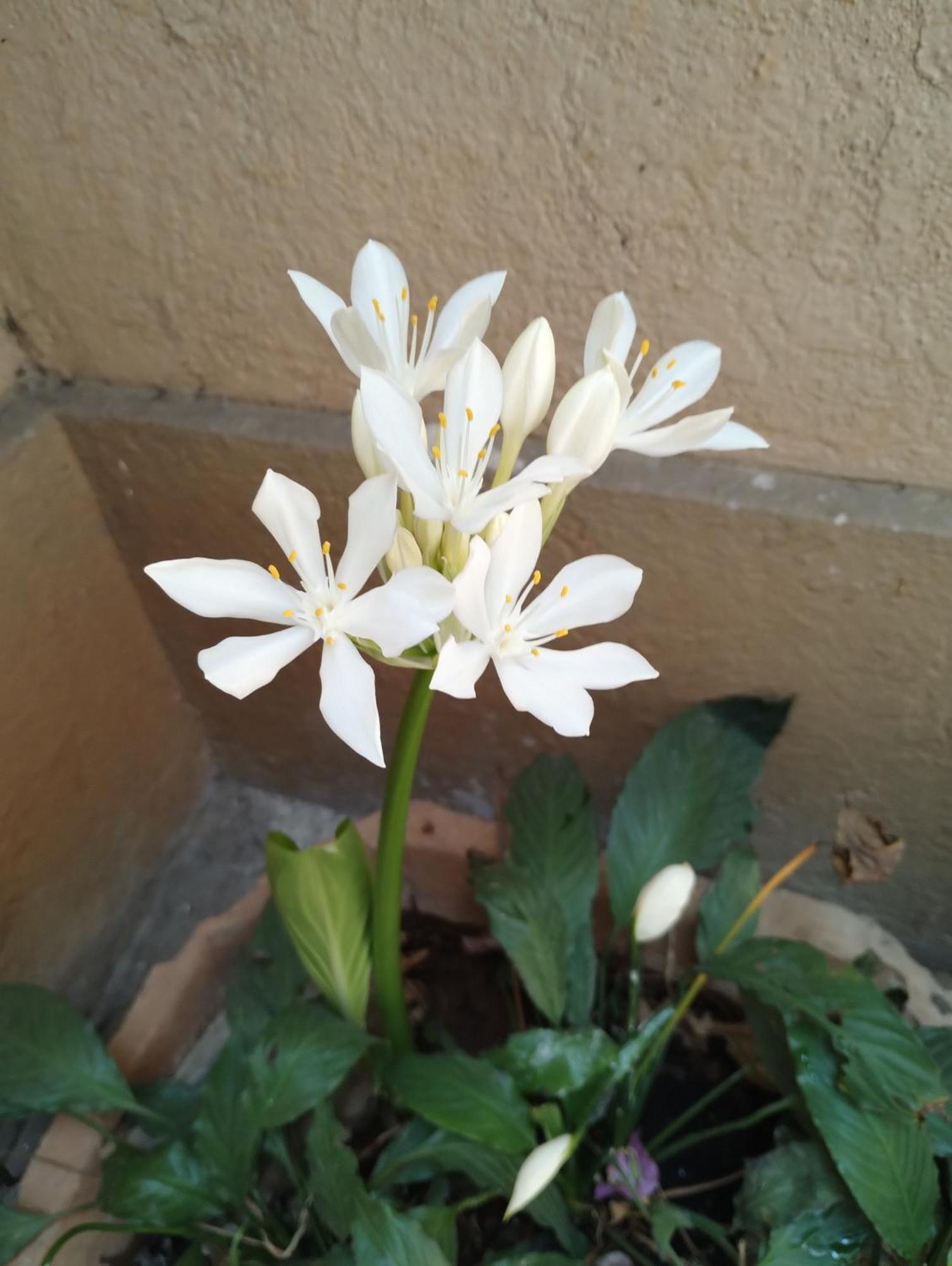 Madhav Bhavan Guest House Pune Eksteriør bilde